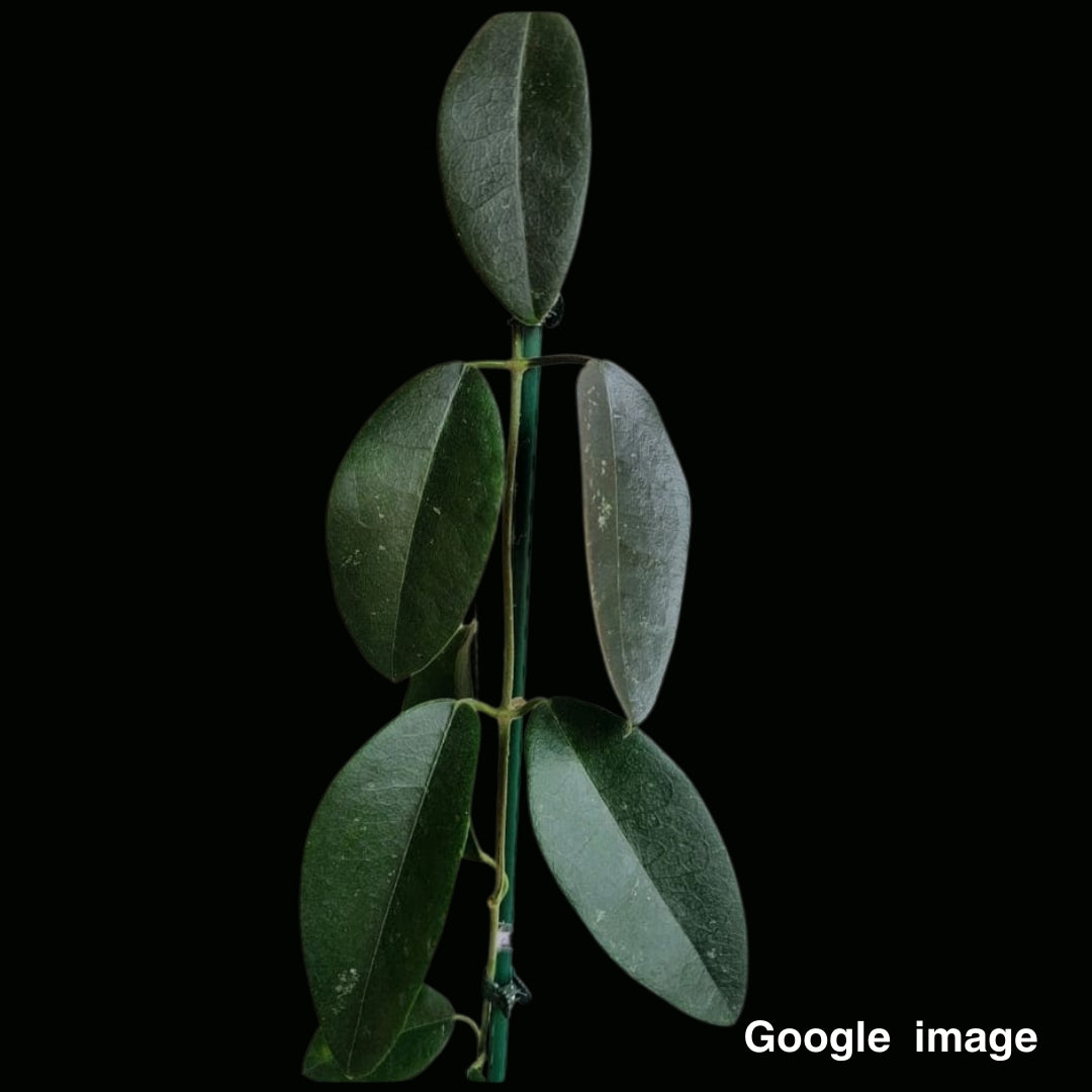 Hoya Hamiltoniorum (Large) (PRE-ORDER)-JULY1227