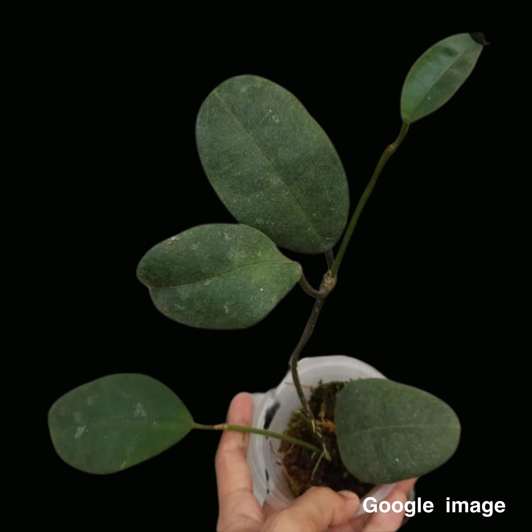 Hoya Hamiltoniorum (Large) (PRE-ORDER)-JULY1227