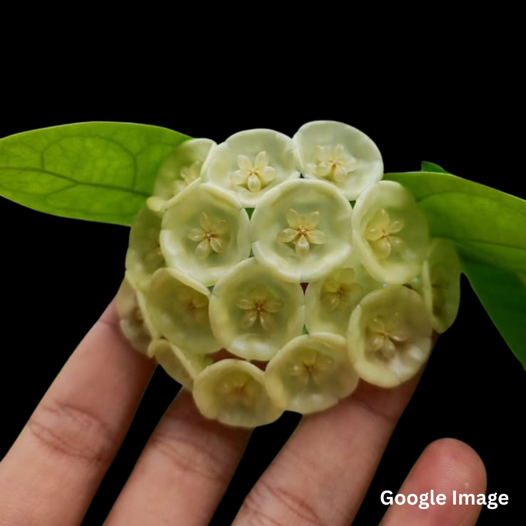 Hoya Danumensis Ssp. Danumensis (Large) PRE-ORDER-JULY156