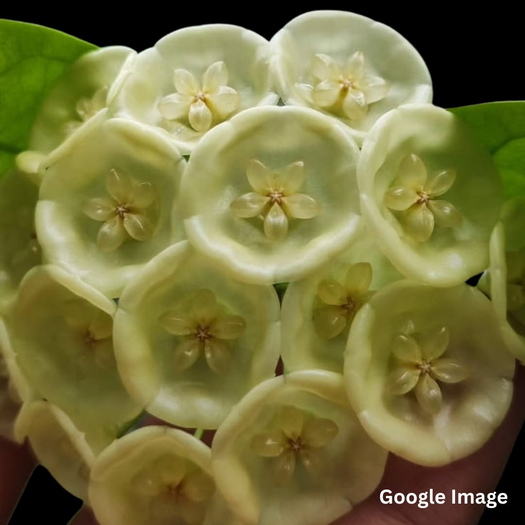 Hoya Danumensis Ssp. Danumensis (Large) PRE-ORDER-JULY156
