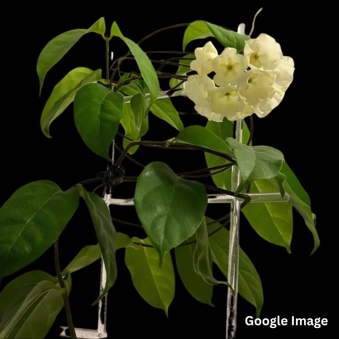 Hoya Danumensis Ssp. Danumensis (Large) PRE-ORDER-JULY156