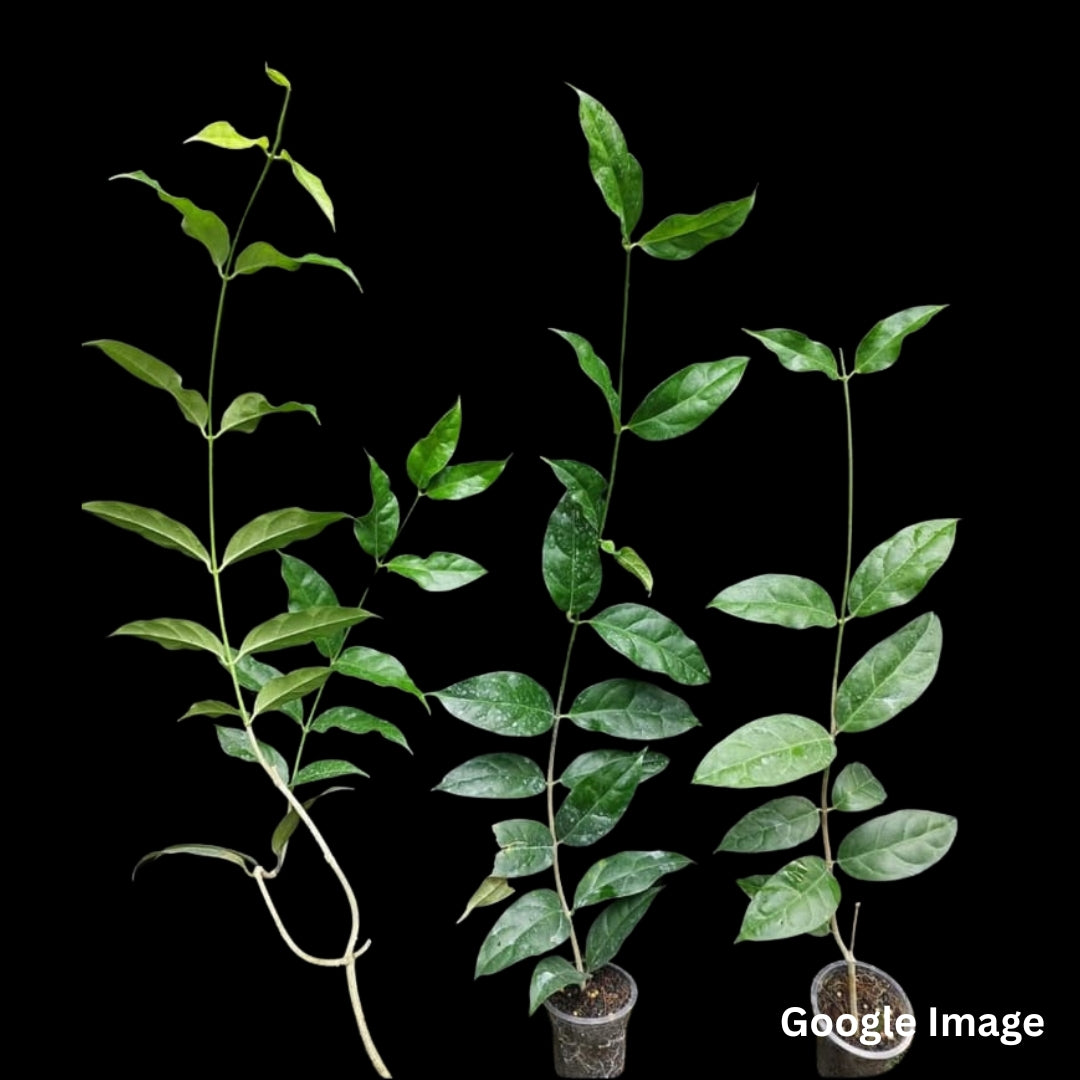 Hoya Danumensis Ssp. Danumensis (Large) PRE-ORDER-JULY156
