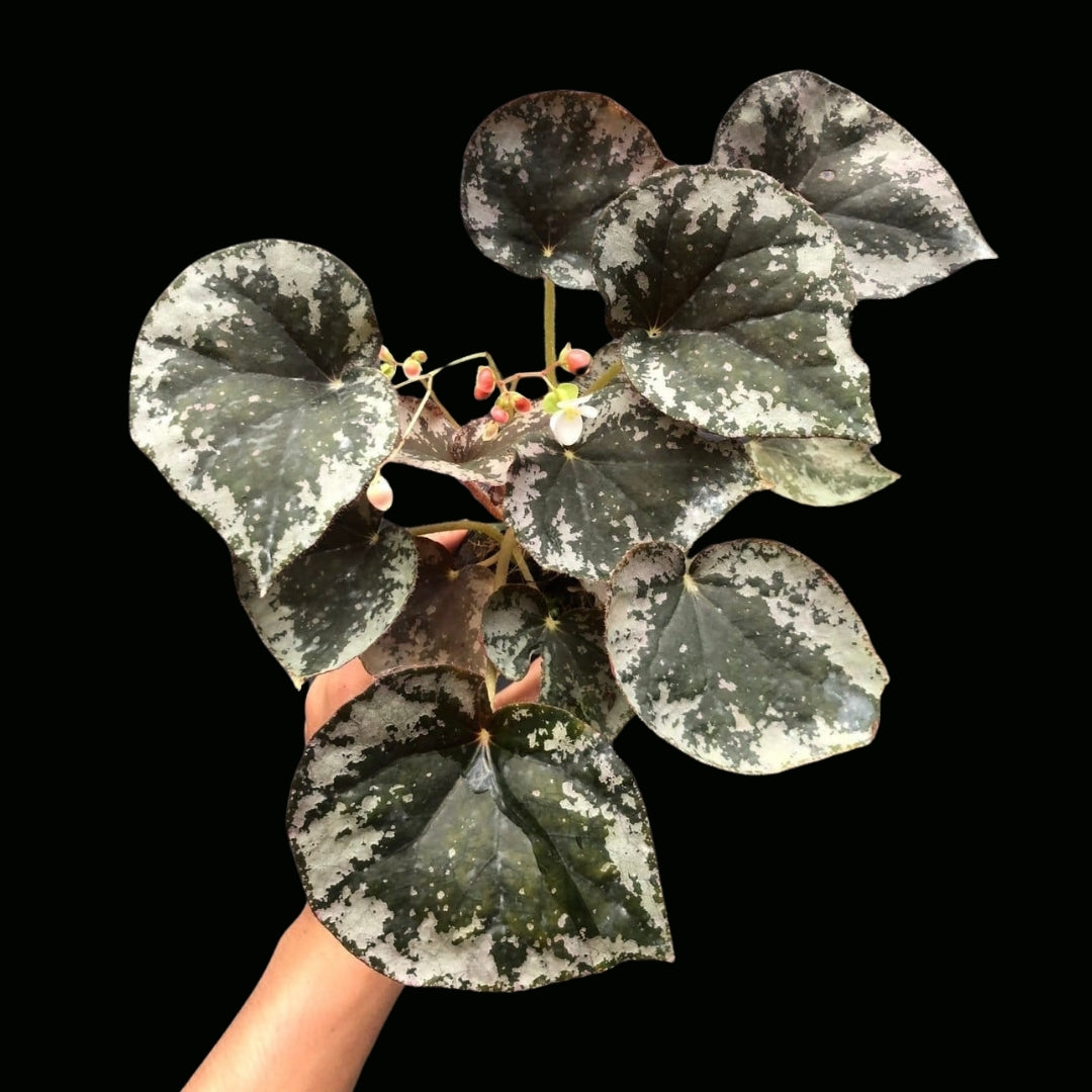 Begonia Sykakiengii (PRE-ORDER)-JUL157