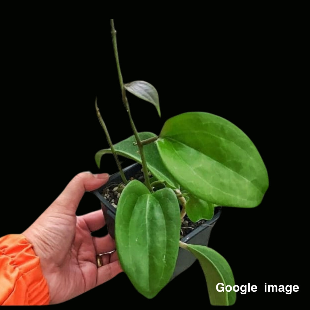 Hoya Aff. Merilii (Large) PRE-ORDER-JULY022