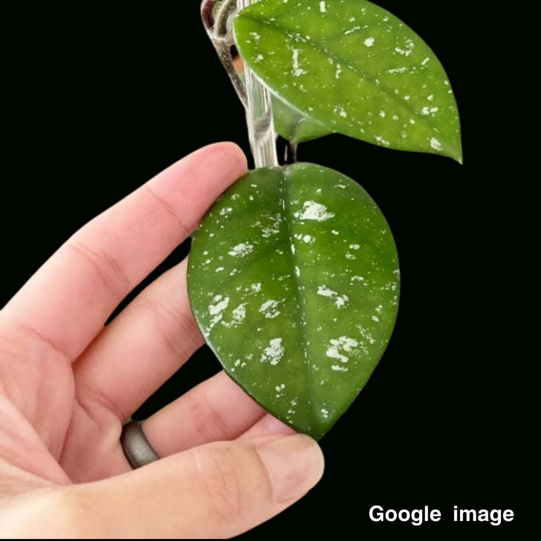 Hoya Heidi (Large) PRE-ORDER-JULY234