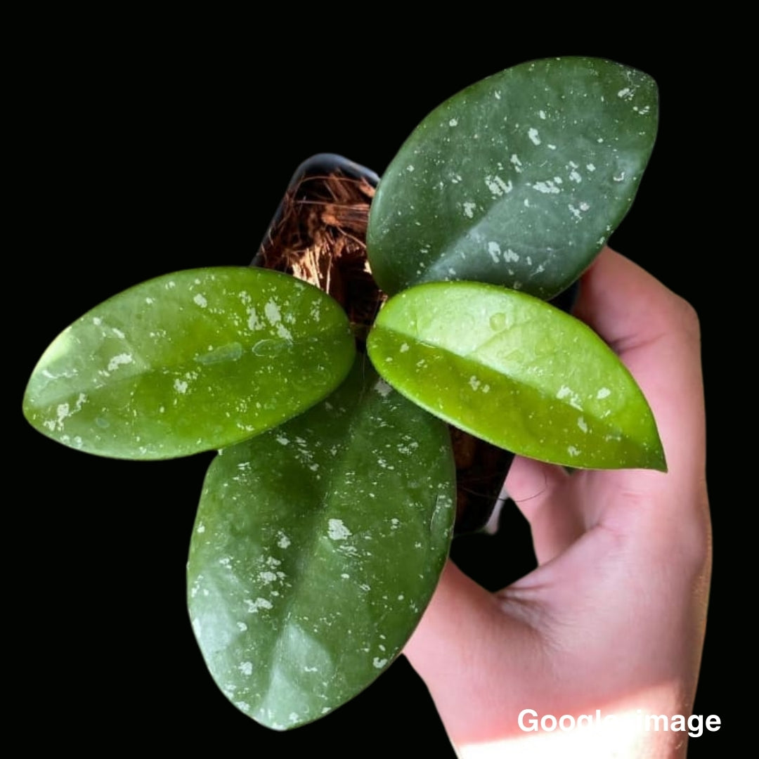 Hoya Heidi (Large) PRE-ORDER-JULY234