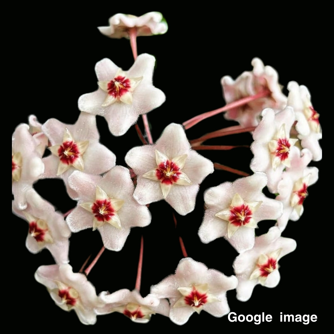 Hoya Heidi (Large) PRE-ORDER-JULY234