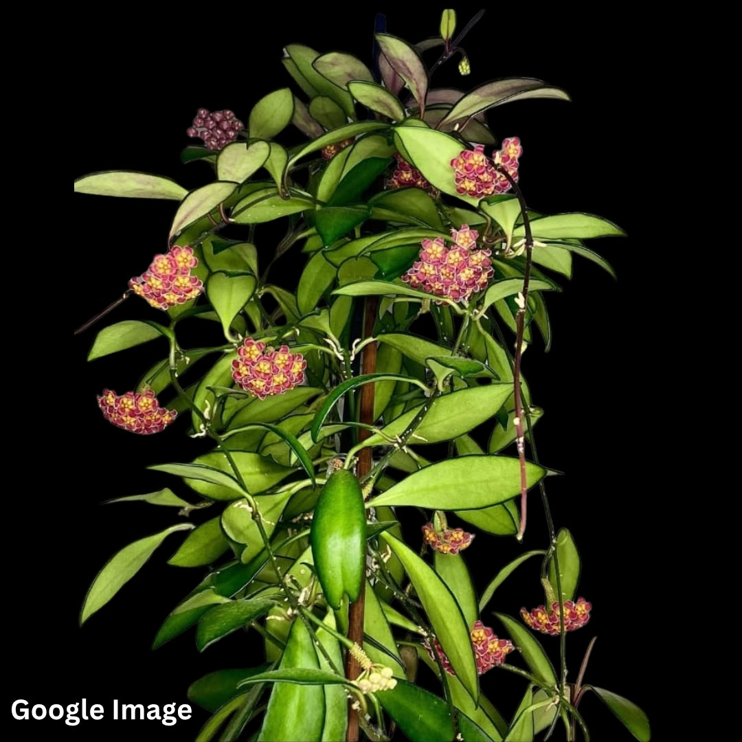 Hoya Davidcummingii (Large) PRE-ORDER-JULY161
