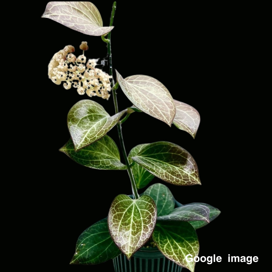 Hoya Hellwigiana IML 1101 (Large) PRE-ORDER-JULY234
