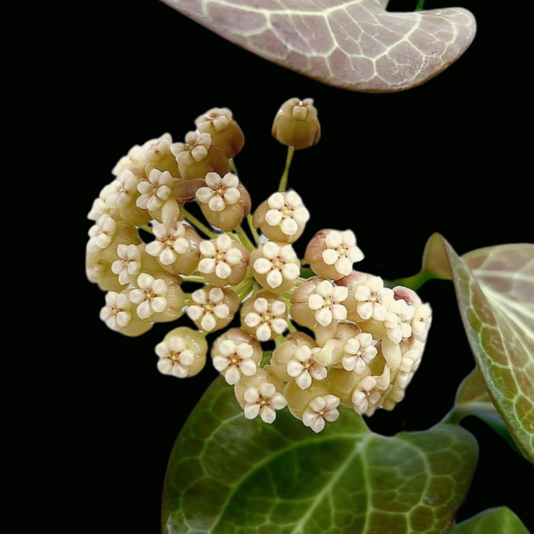 Hoya Hellwigiana IML 1101 (Large) PRE-ORDER-JULY234