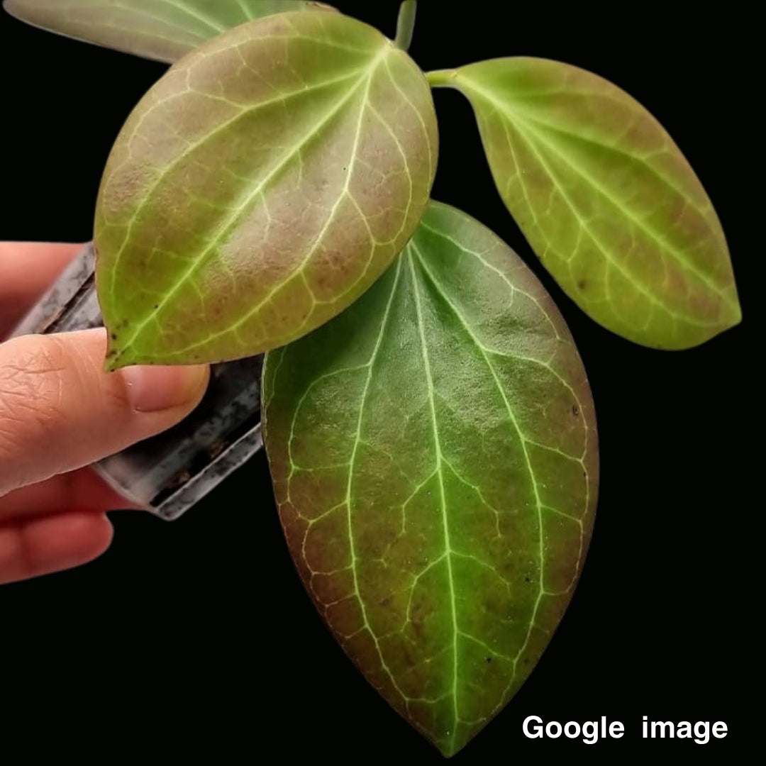 Hoya Hellwigiana IML 1101 (Large) PRE-ORDER-JULY234