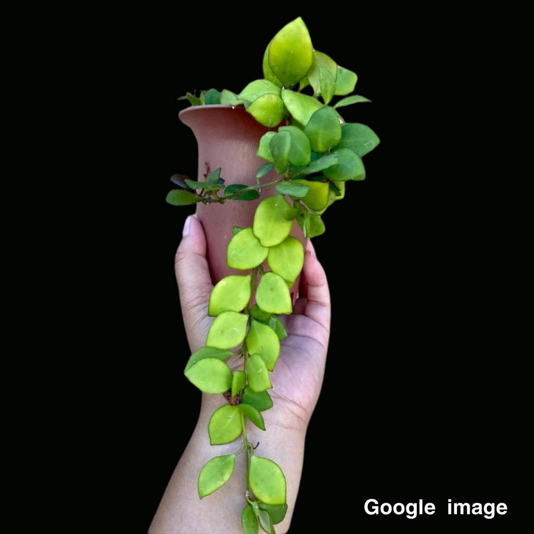 Hoya Heuschkeliana Pink Flower (Large) PRE-ORDER-JULY237