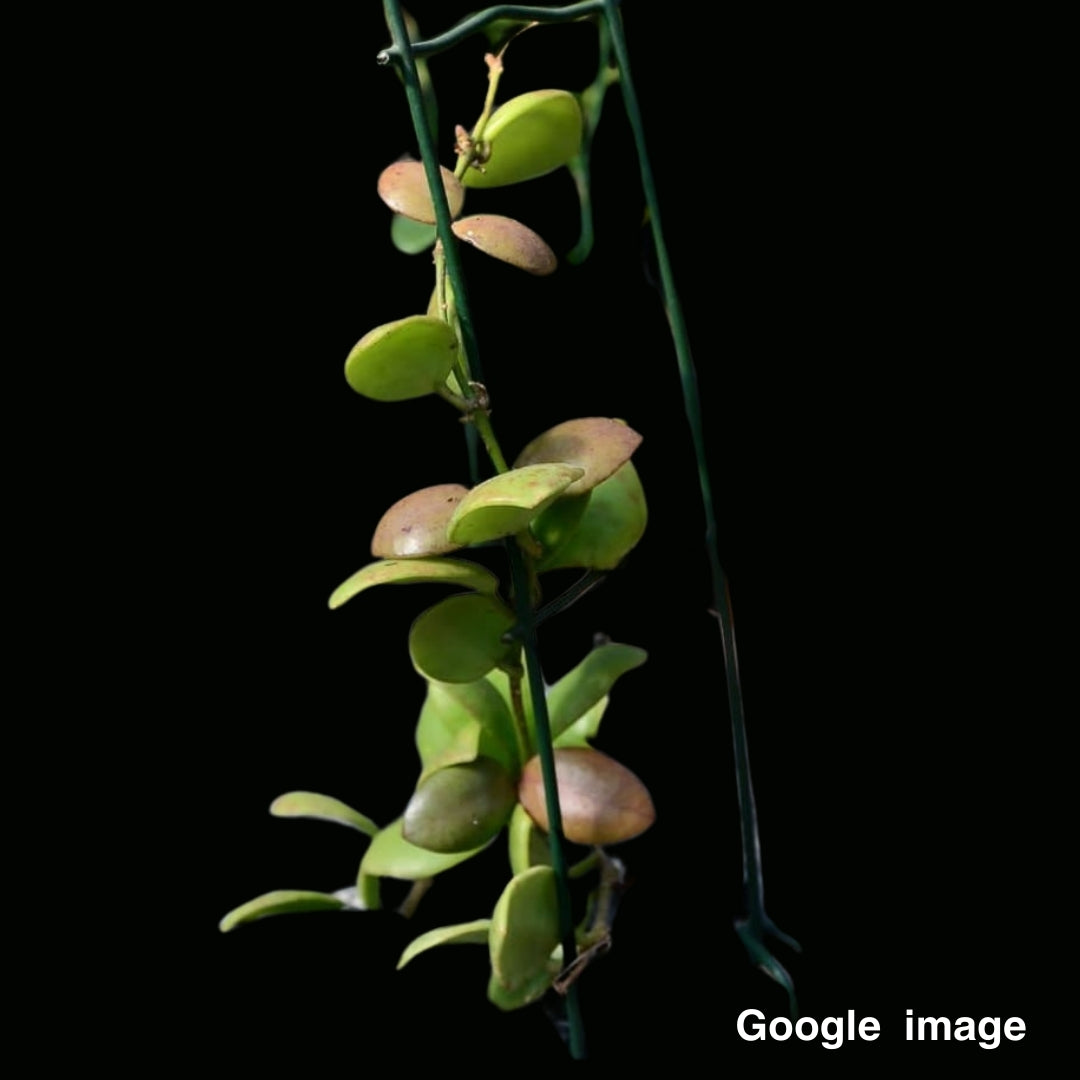 Hoya Heuschkeliana Red Flower (Large) PRE-ORDER-JULY238