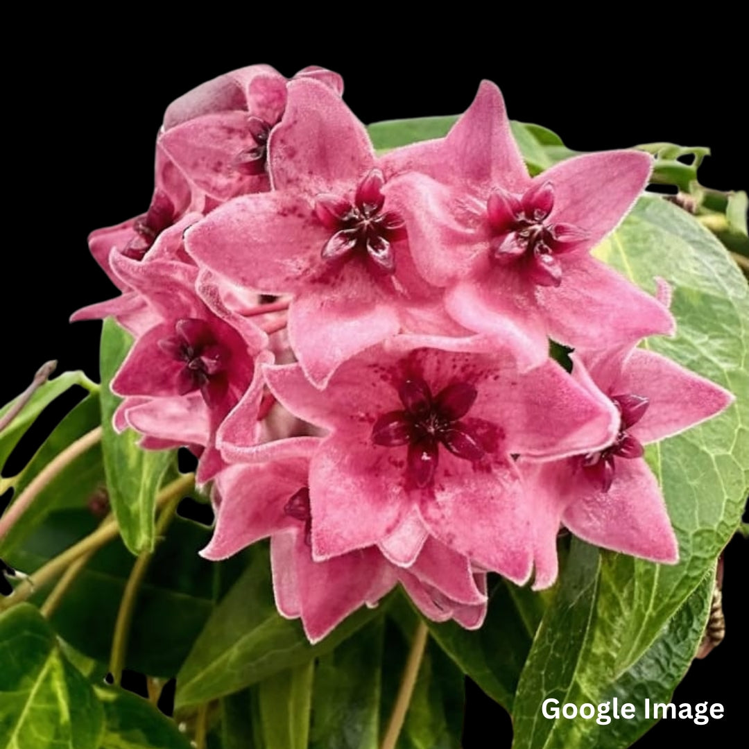 Hoya Denisii Frida Variegated (Medium) PRE-ORDER-JULY165