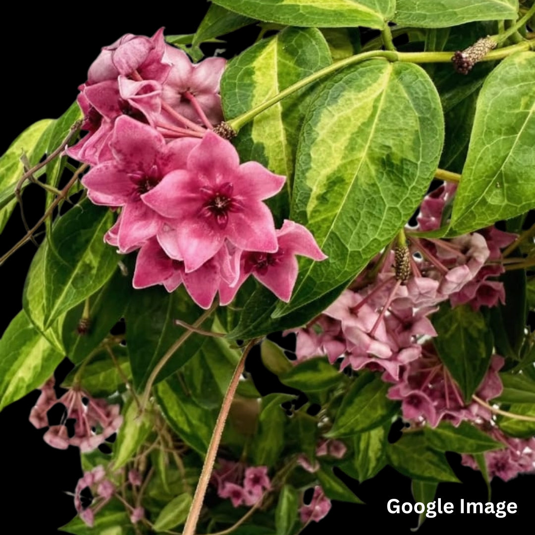 Hoya Denisii Frida Variegated (Medium) PRE-ORDER-JULY165