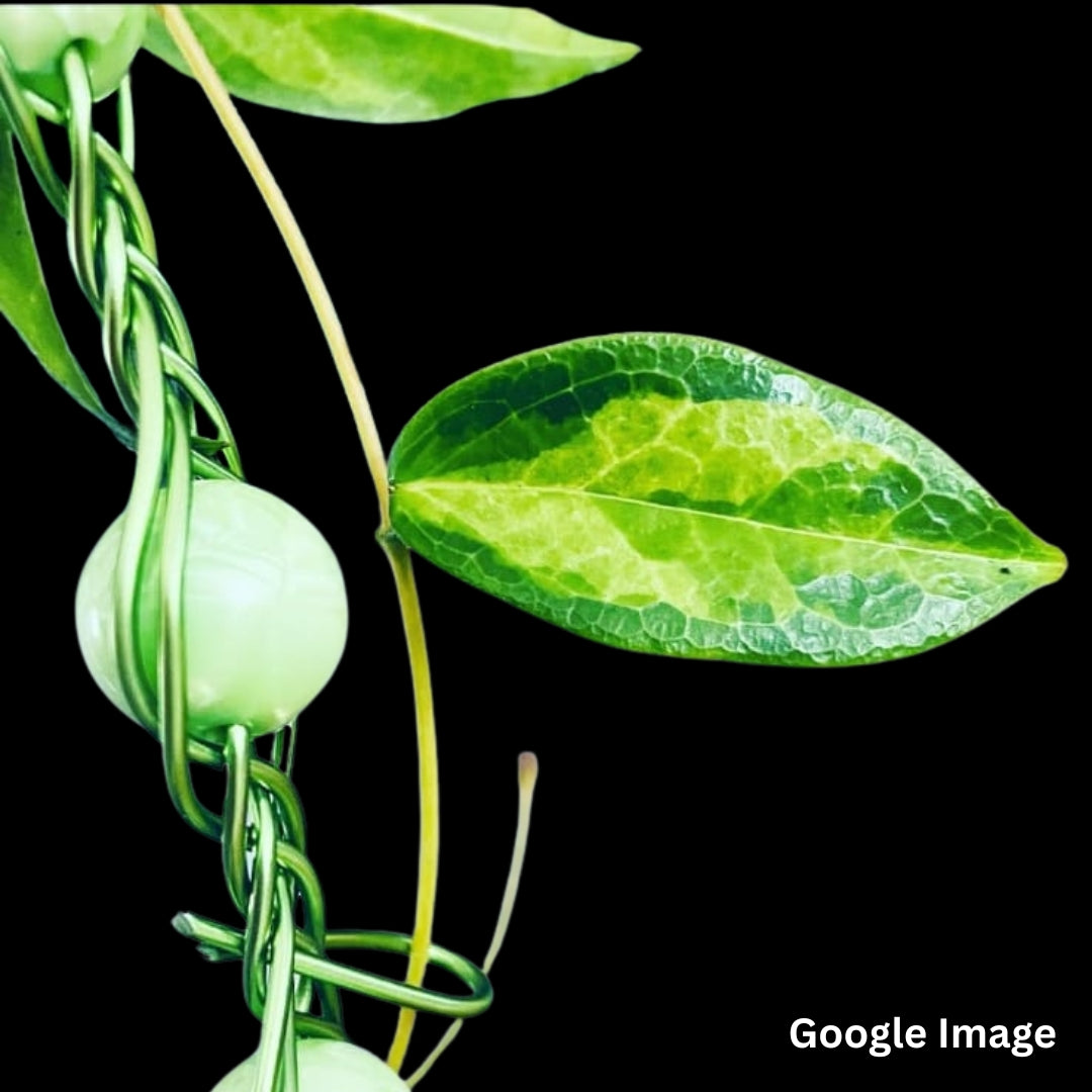 Hoya Denisii Frida Variegated (Medium) PRE-ORDER-JULY165