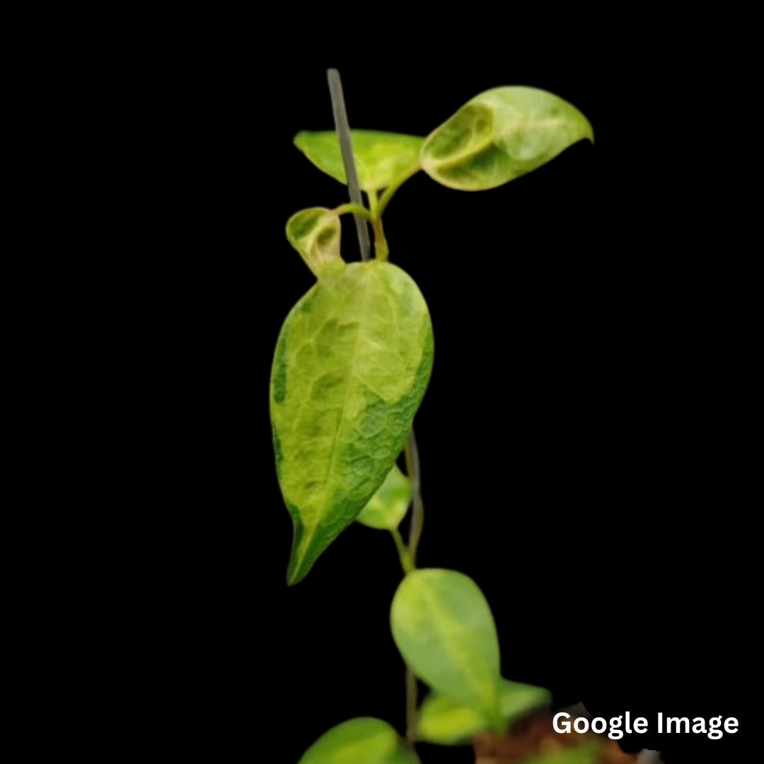 Hoya Denisii Frida Variegated (Medium) PRE-ORDER-JULY165