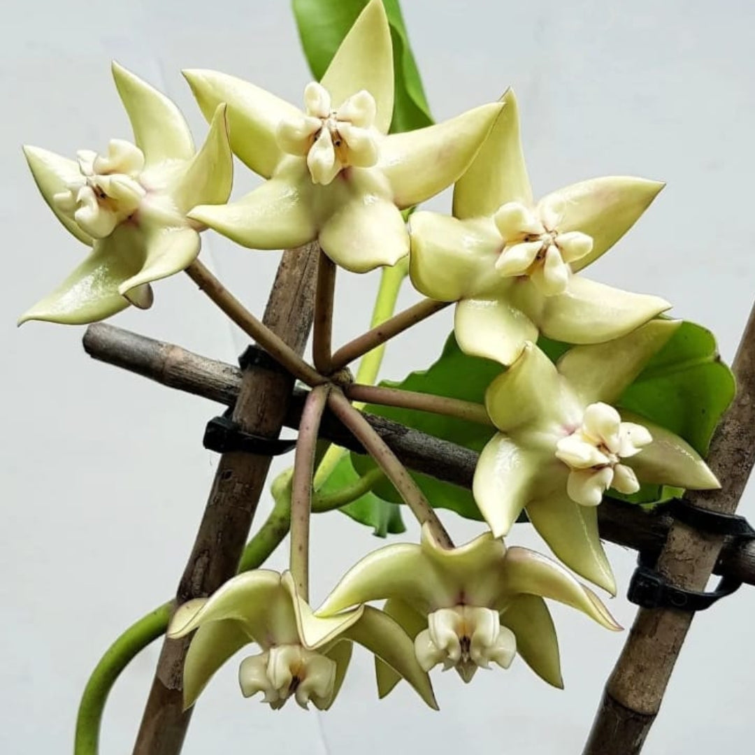 Hoya Imperialis Albo (Large) PRE-ORDER-JULY253