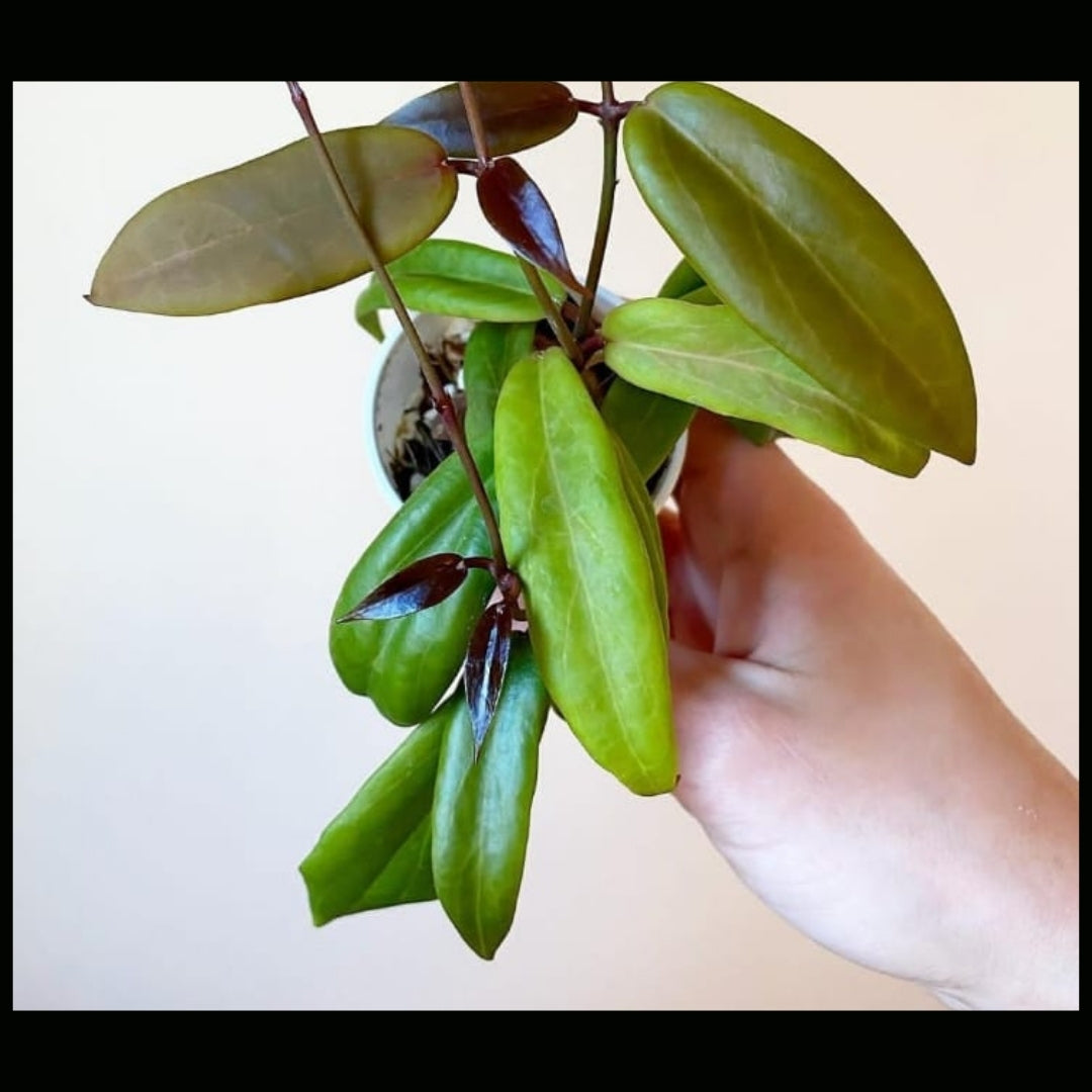 Hoya Ilagiorum Orange (Large) PRE-ORDER-JULY244