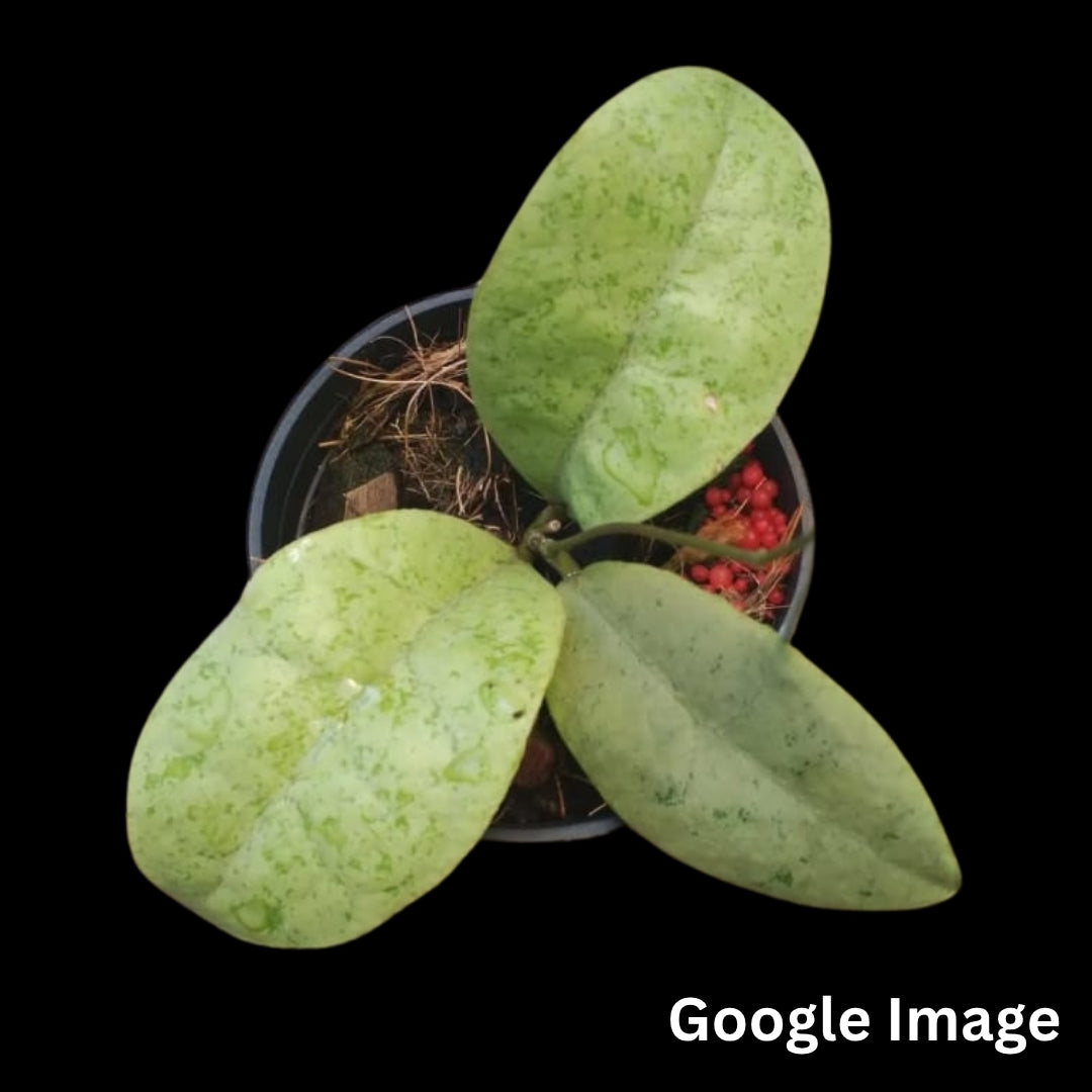 Hoya Aff. Forbesii Silver (Small) PRE-ORDER-JULY016