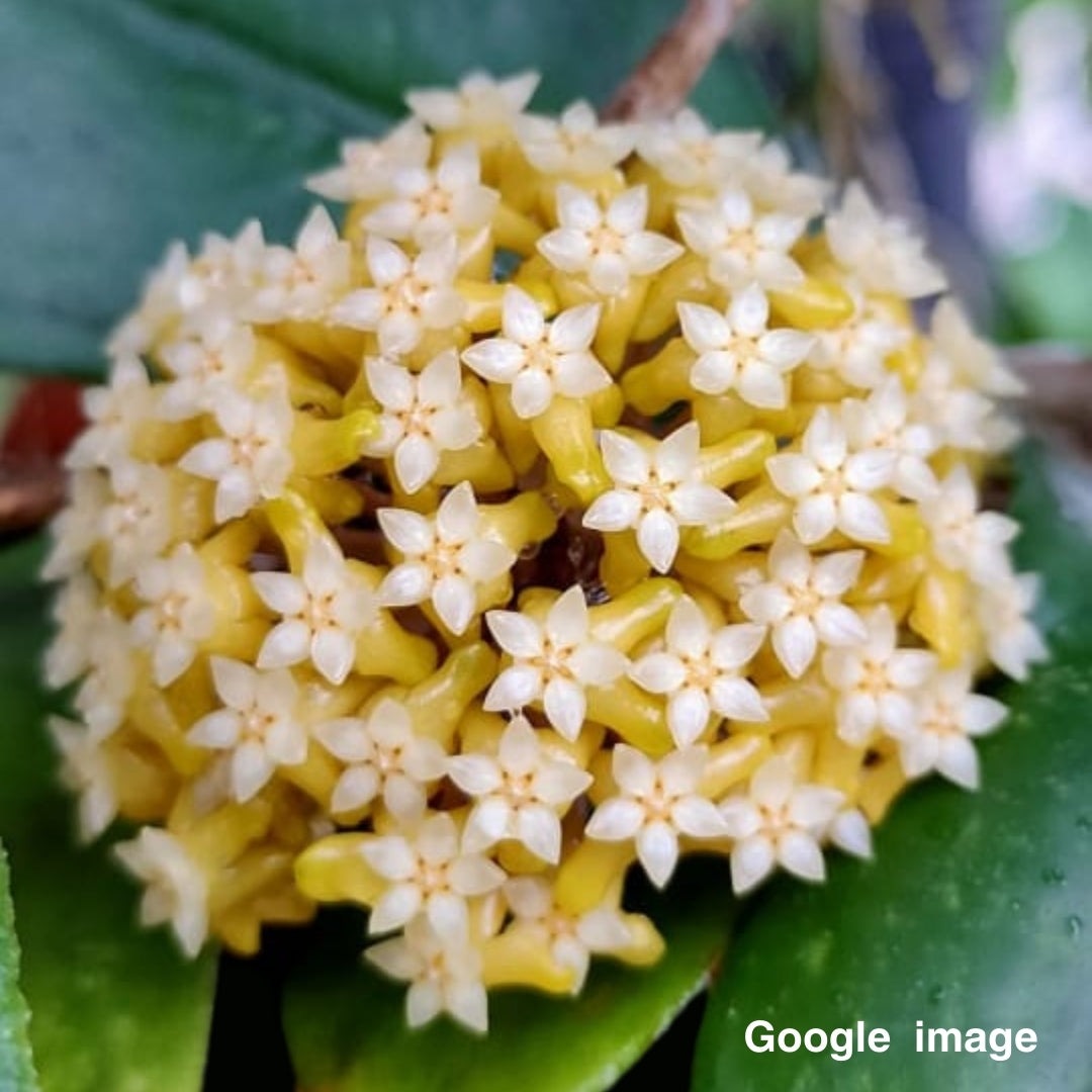 Hoya Aff. Vittelina Bruno From Indonesia (Large) PRE-ORDER-JULY024