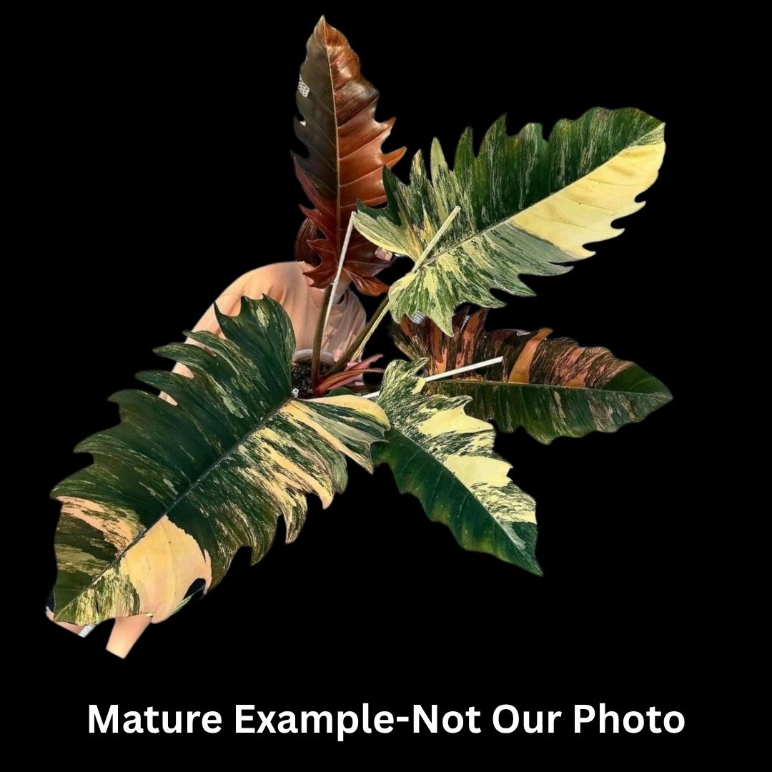 Philodendron Caramel Marble Tissue Culture (PRE-ORDER) -TC0106