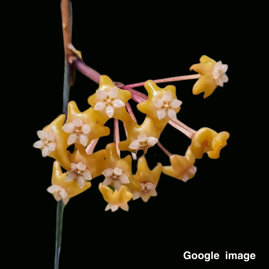 Hoya Ilagiorum Yellow (Large) PRE-ORDER-JULY247