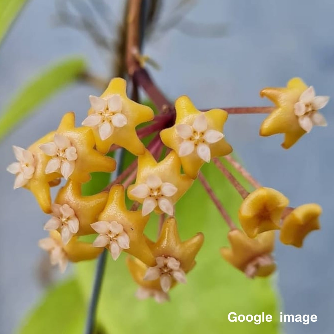 Hoya Ilagiorum Yellow (Large) PRE-ORDER-JULY247