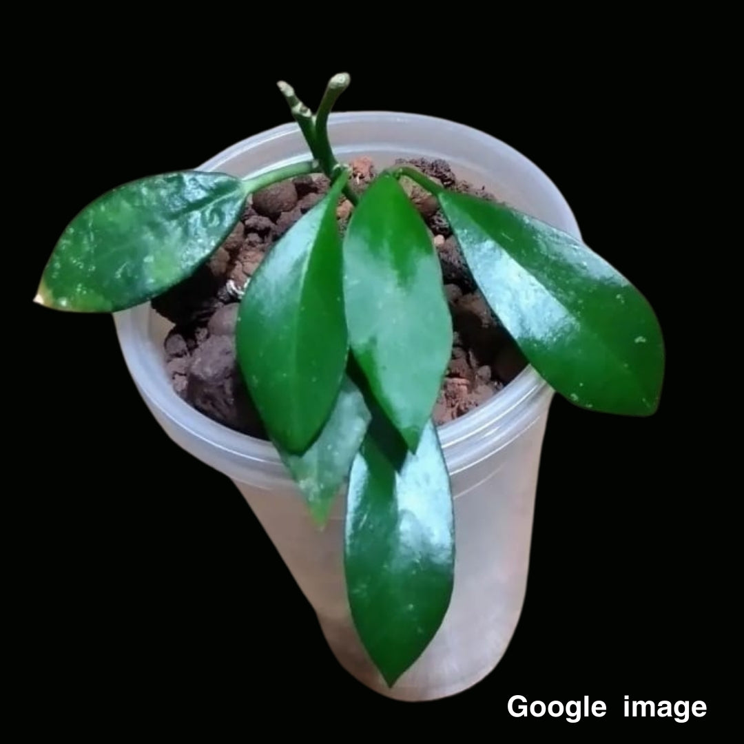 Hoya Ilagiorum Yellow (Large) PRE-ORDER-JULY247