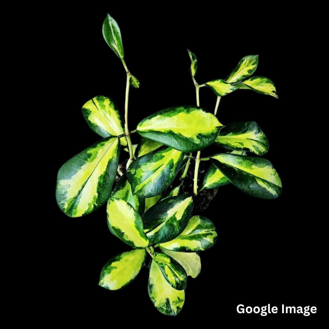 Hoya Diversifolia Variegated Maharani (Medium) PRE-ORDER-JULY173