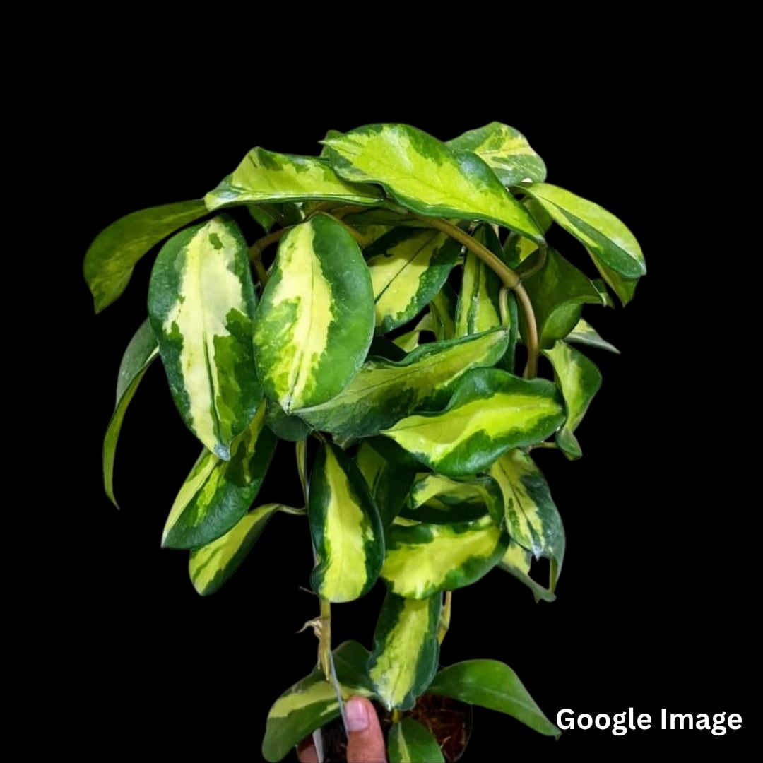 Hoya Diversifolia Variegated Maharani (Medium) PRE-ORDER-JULY173