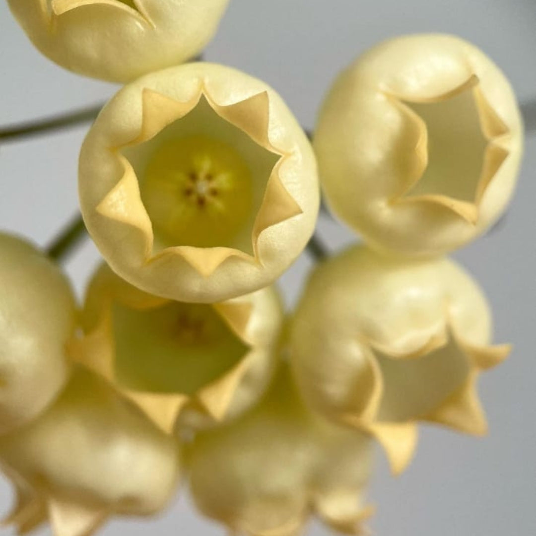 Hoya Inflata (Medium) PRE-ORDER-JULY259