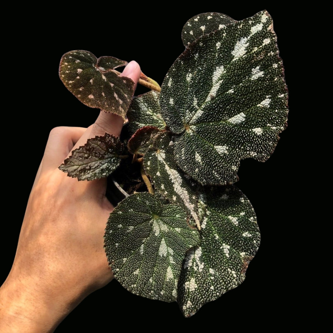 Begonia (Unkown HB) ใบสีน้ำตาลอมม่วง (PRE-ORDER)-JUL176