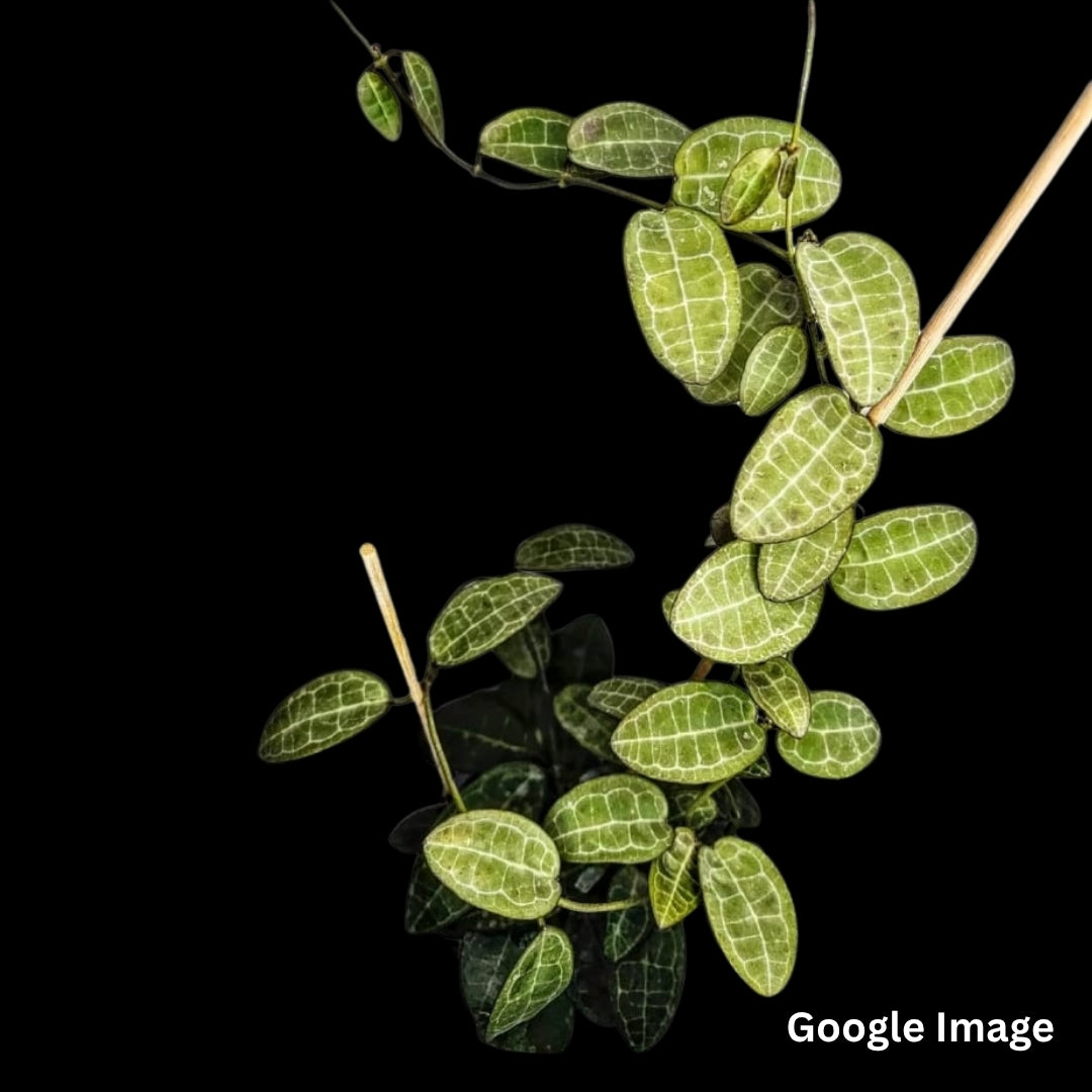Hoya Elliptica (Large) PRE-ORDER-JULY176