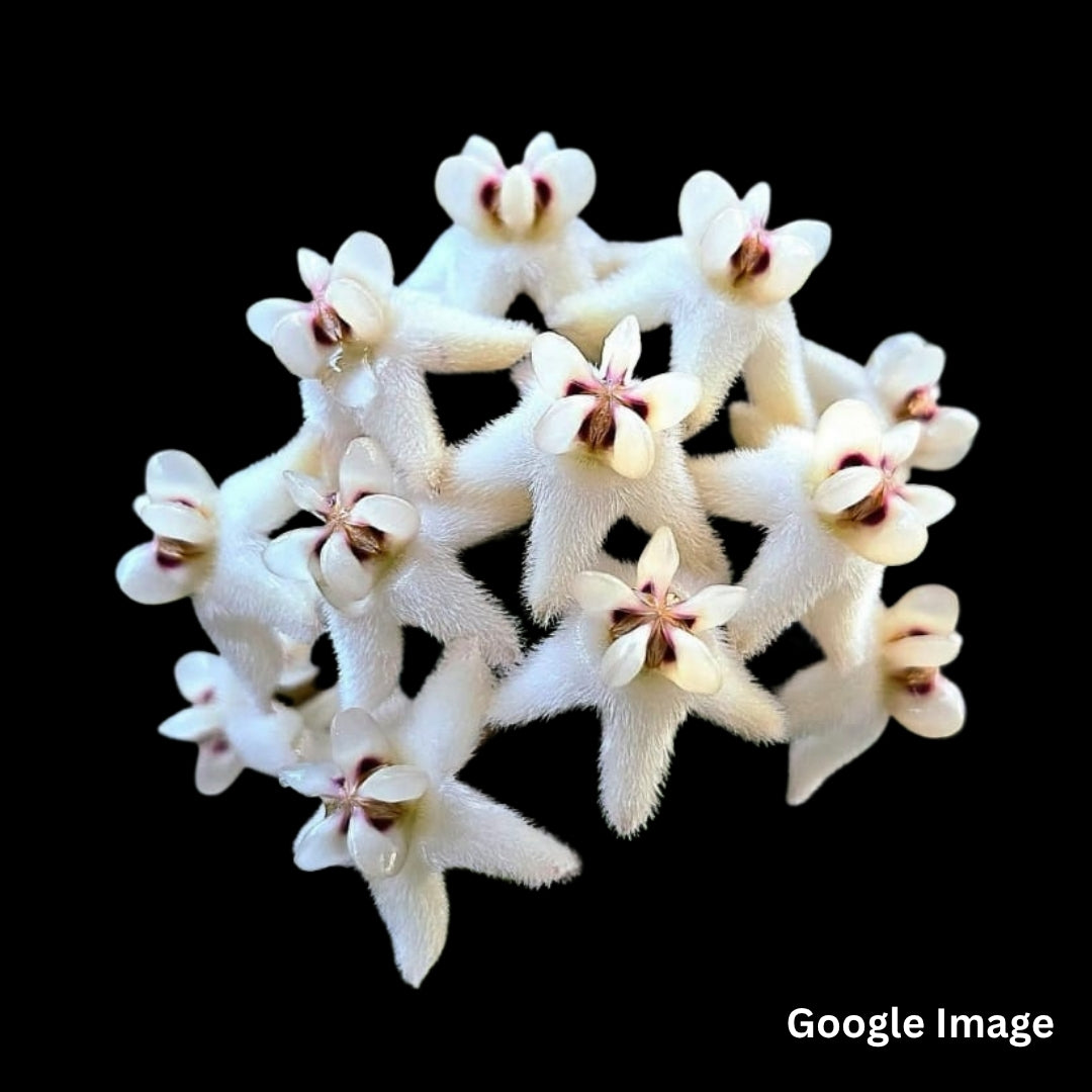 Hoya Elliptica (Large) PRE-ORDER-JULY176