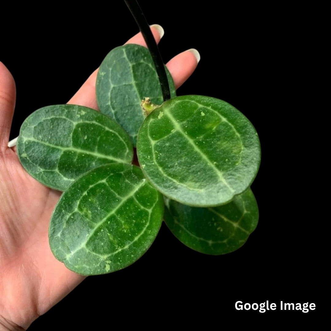 Hoya Elliptica Round Leaves (Large) PRE-ORDER-JULY178
