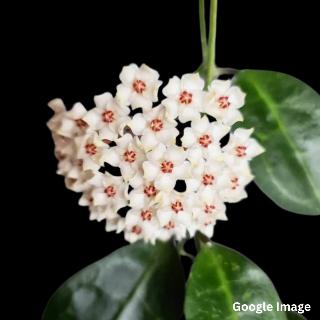 Hoya Elliptica Round Leaves (Large) PRE-ORDER-JULY178