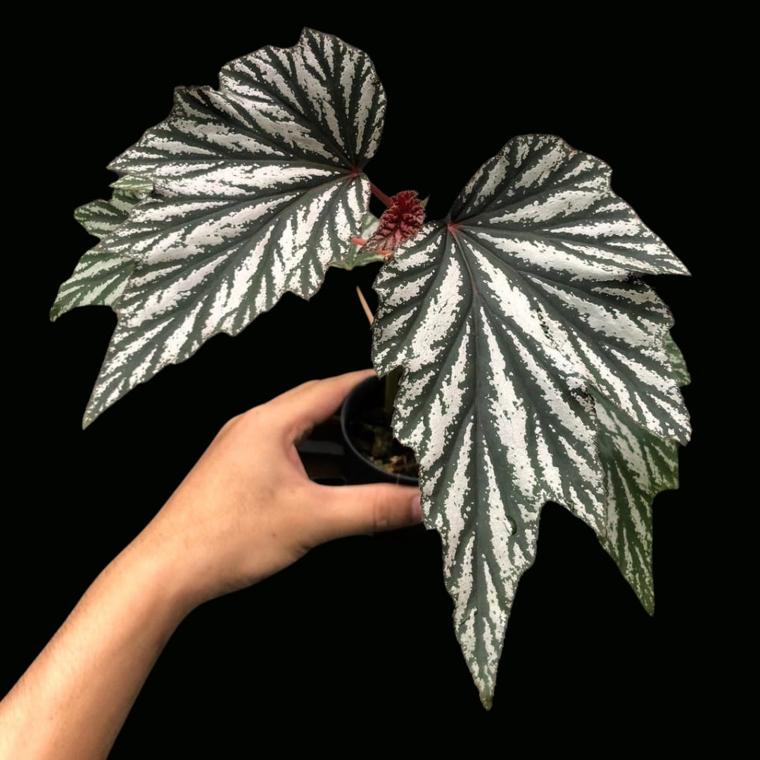 Begonia (Unkown HB) ปีกนางฟ้าม่วง (PRE-ORDER)-JUL179
