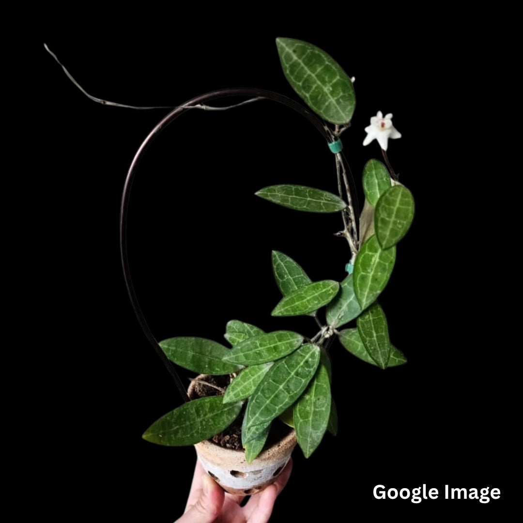 Hoya Elliptica Small Leaves (Large) PRE-ORDER-JULY179