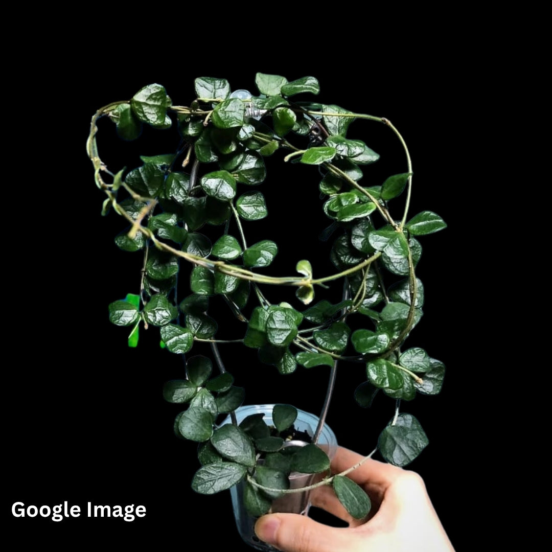 Hoya Elliptica Small Leaves (Large) PRE-ORDER-JULY179