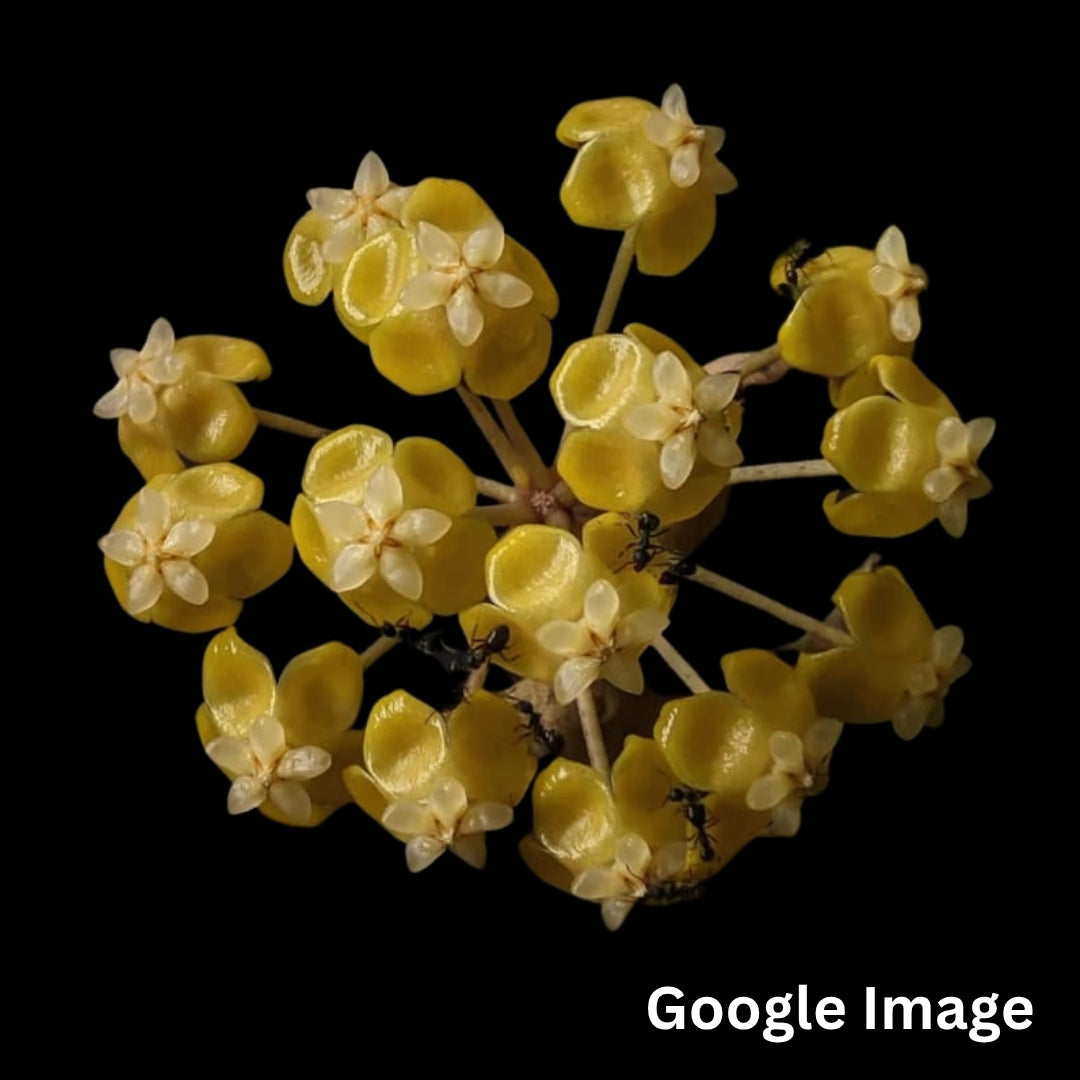 Hoya Aff. Forbesii UT012 (Large) PRE-ORDER-JULY017