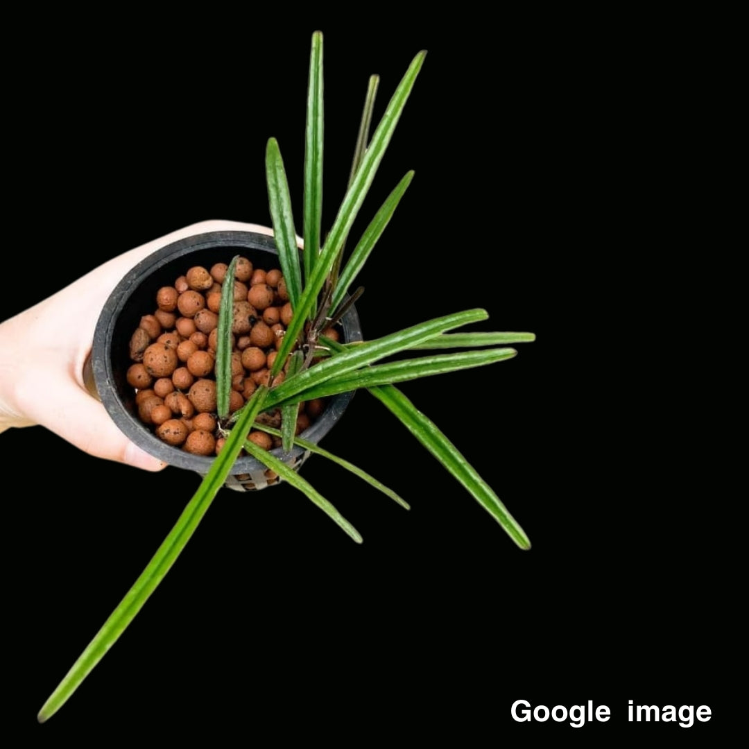 Hoya Insularis (Large) PRE-ORDER-JULY260