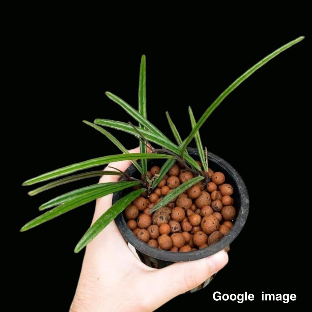 Hoya Insularis (Large) PRE-ORDER-JULY260