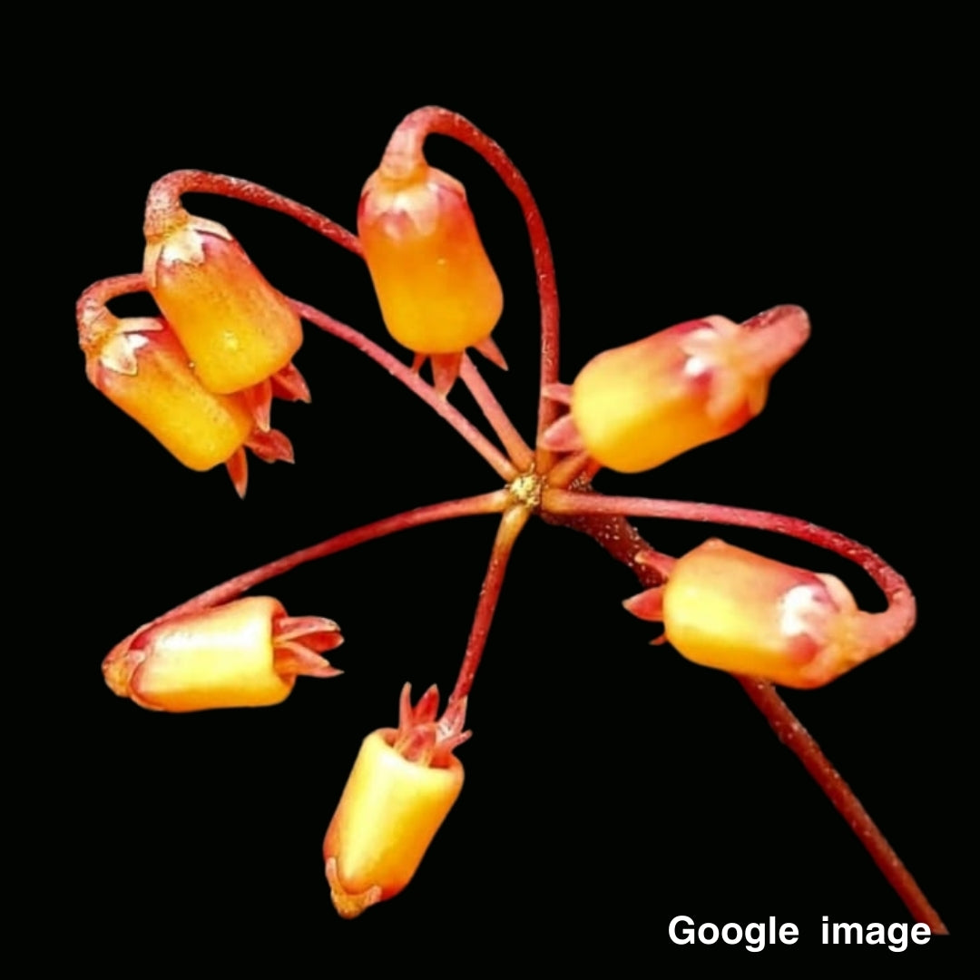 Hoya Insularis (Large) PRE-ORDER-JULY260