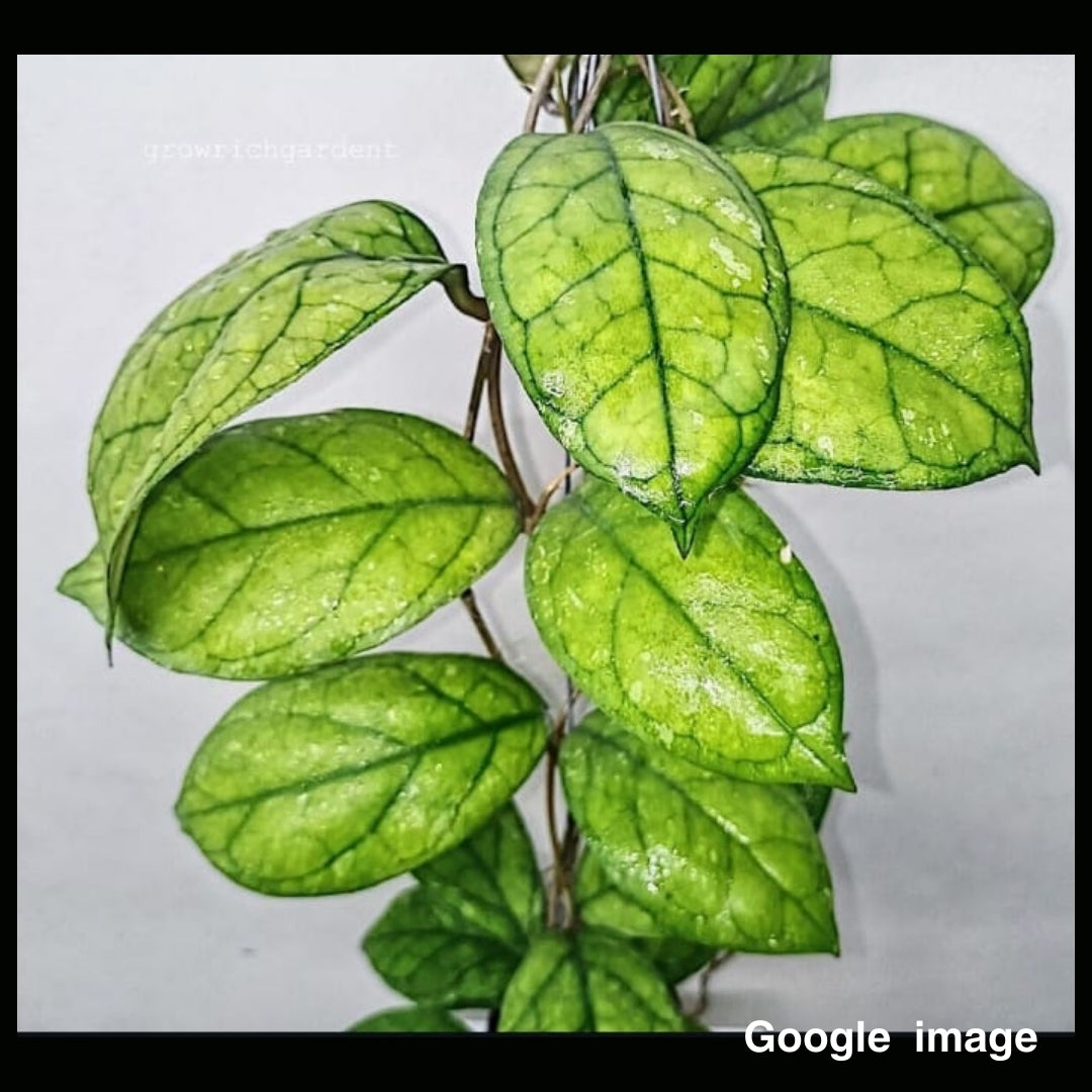 Hoya Irena (Large) PRE-ORDER-JULY261