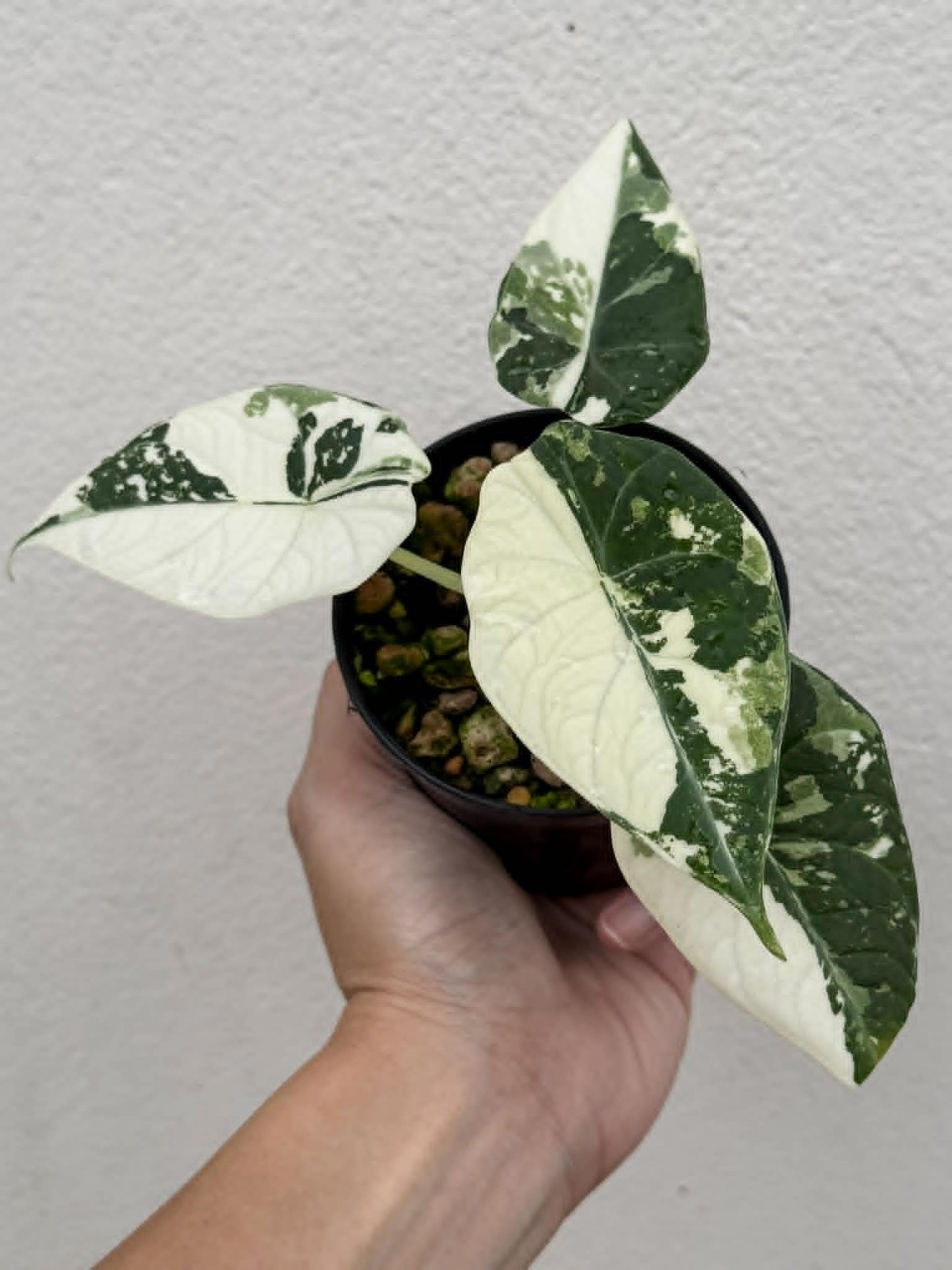 Alocasia Maharani Albo - Pre Order