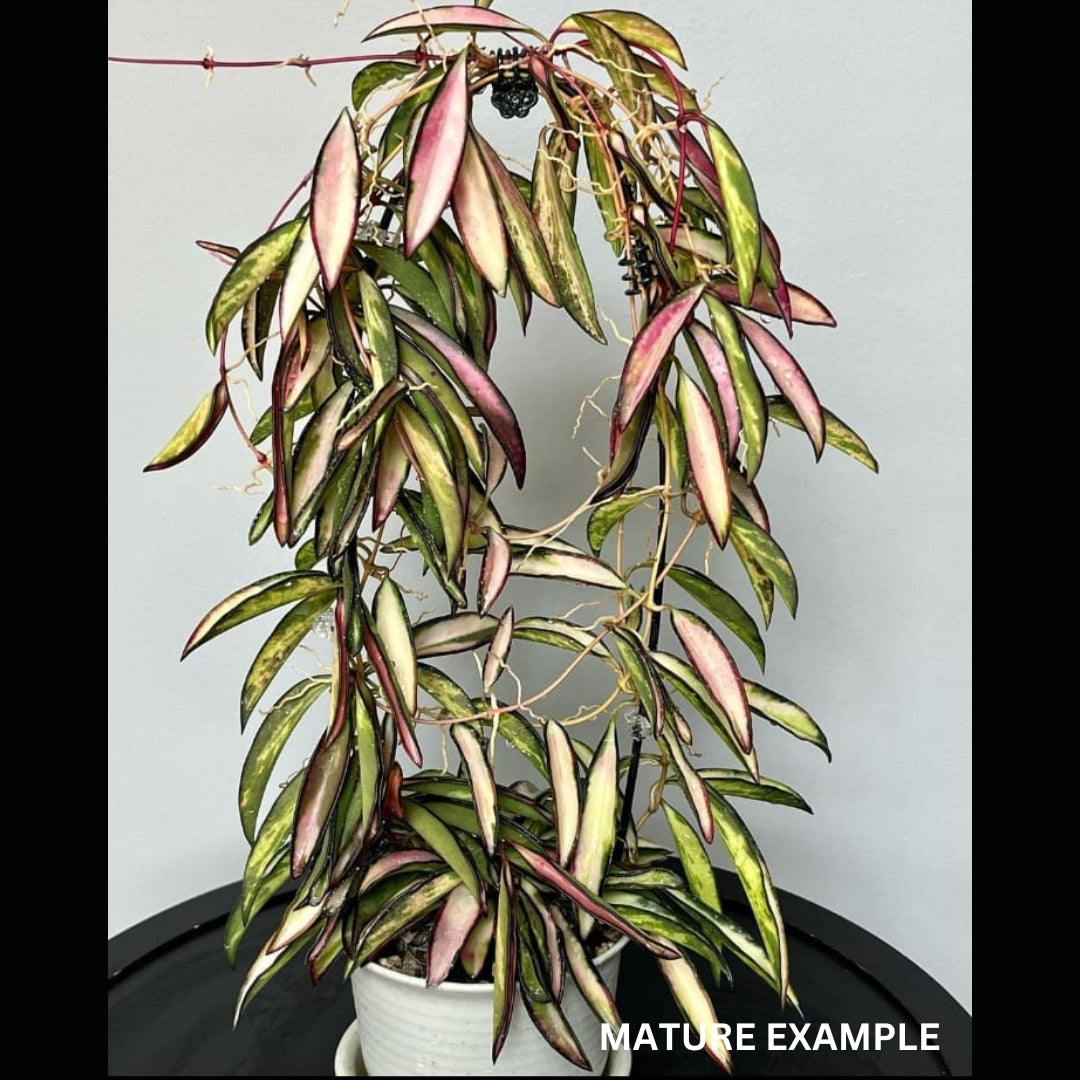 Hoya Kentiana Variegated (Large) PRE-ORDER-JULY281