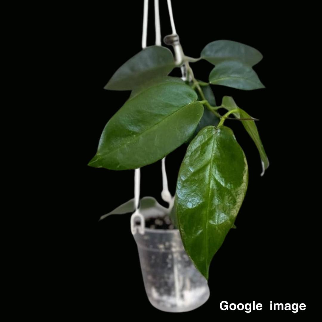 Hoya kaimuki (Large) PRE-ORDER-JULY270