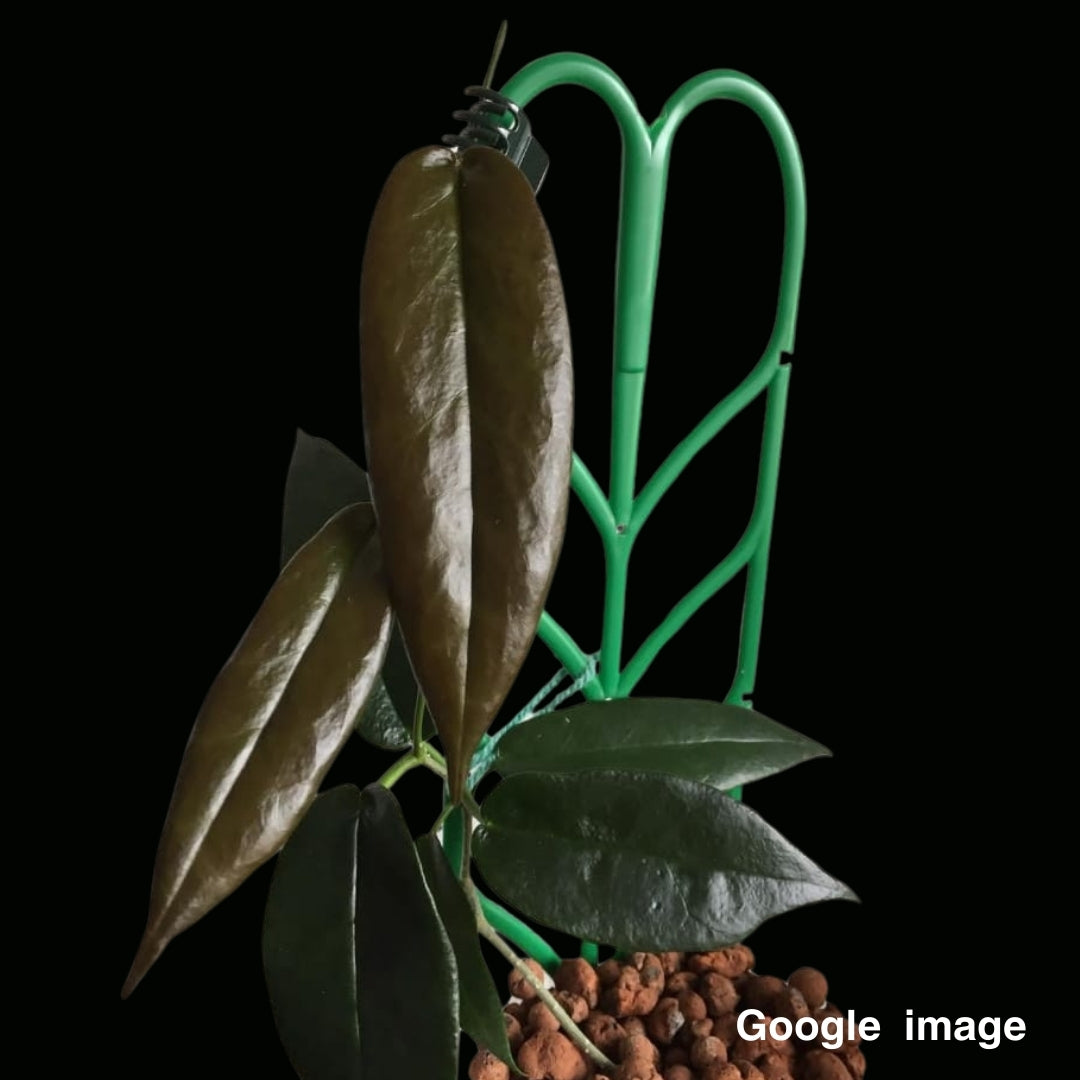 Hoya kaimuki (Large) PRE-ORDER-JULY270