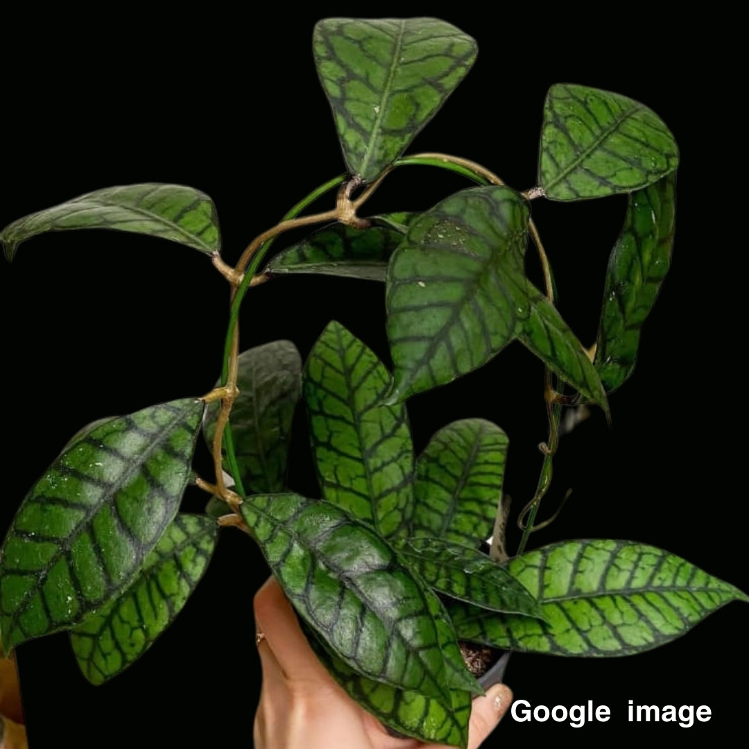 Hoya kalimantan (Large) PRE-ORDER-JULY271